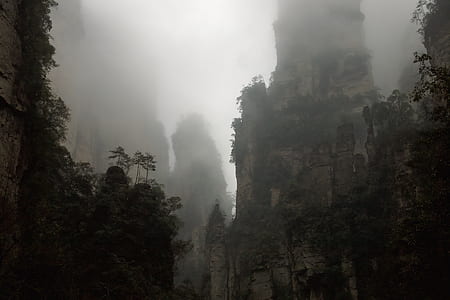 grayscale photo of trees thumbnail