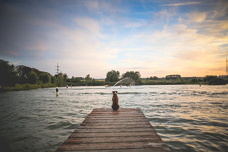 adult brown American pit bull terrier sitting on dock beside green trees under blue sky and white clouds thumbnail