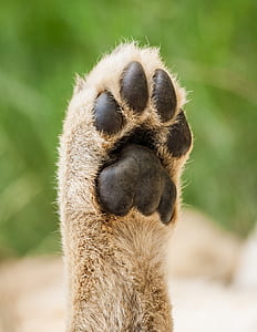 shallow focus photography of an animal paw thumbnail