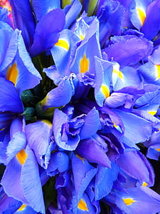 purple flowers thumbnail