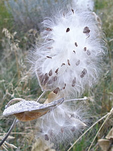 One pod almost empty and the next cracked open and spilling its seeds thumbnail