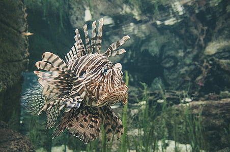 lion fish thumbnail