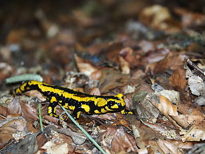 Black and Yellow Lizard thumbnail