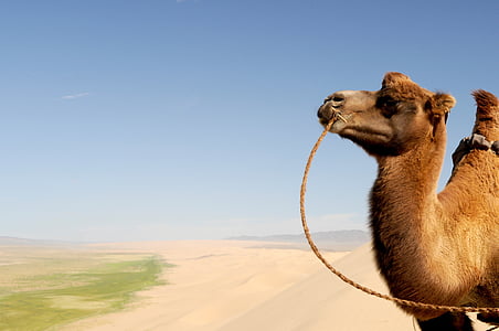 camel on desert thumbnail