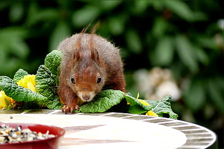 selective focus photo of brown squirrel beside plate at daytime thumbnail