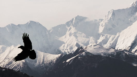 silhouette photography of flying eagle thumbnail