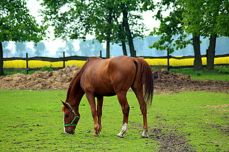 brown horse standing near tree thumbnail