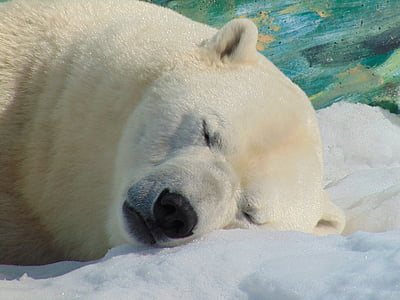 sleeping polar bear thumbnail