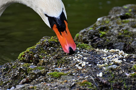 close-up photo of white duck thumbnail