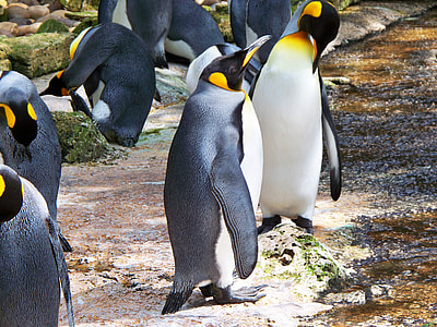 King Penguin, Aptenodytes Patagonicus thumbnail