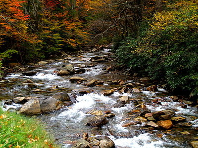 stream with rocks near trees thumbnail