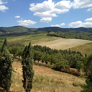 green leaf trees under white clouds at daytime thumbnail