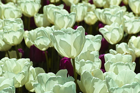 white petaled flowers thumbnail