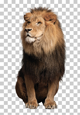 Sea lion Leopard Jaguar Felidae, Lions Lions, selective photo of lion PNG clipart