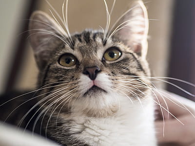 silver tabby cat thumbnail