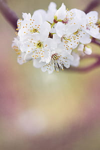 nature, flowers, petals, blur thumbnail