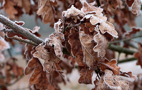 dried leaves thumbnail