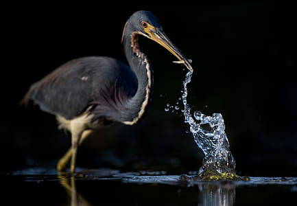 selective focused photo of a king fisher thumbnail