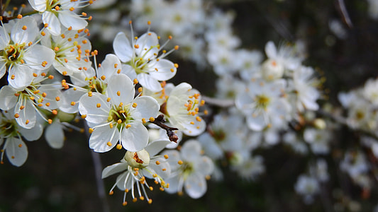 Prunus Spinosa, Blackthorn thumbnail