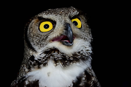 gray and black owl with beak opened thumbnail
