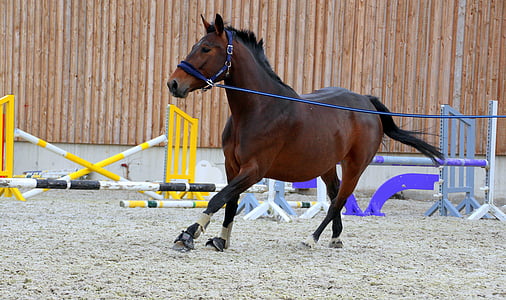 galloping horse wearing leash thumbnail