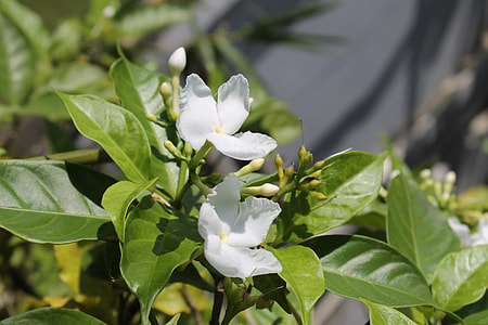 Vietnam Flowers, Tropical Flowers thumbnail