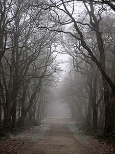 dirt road between bare trees thumbnail