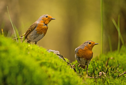 two brown birds perching on twig thumbnail