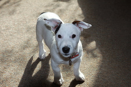 short-coated white and black puppy close-up photo thumbnail