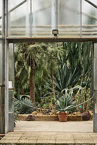 cacti and palm trees outside from glass structure thumbnail