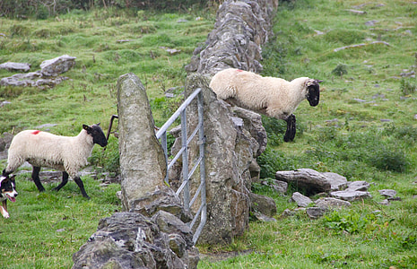 two sheep jumping off the rock fence thumbnail