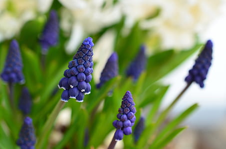 selective focus photo of grape hyacinths in bloom thumbnail