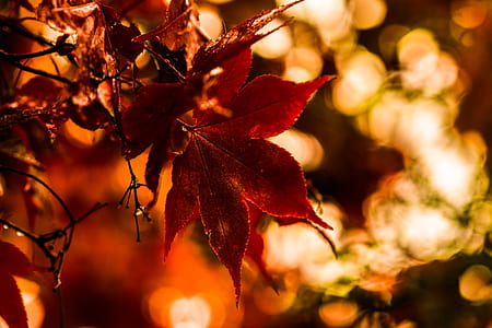 selective focus photo f red maple leaf thumbnail