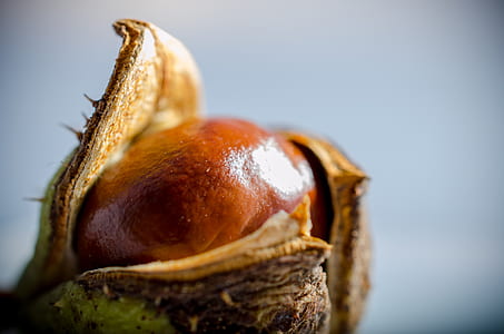 horse chestnut, autumn, crop, cradle thumbnail