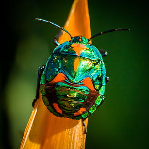 macro photography of green June beetle thumbnail