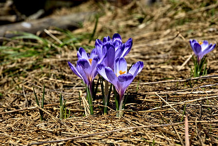 purple flowers during daytime thumbnail