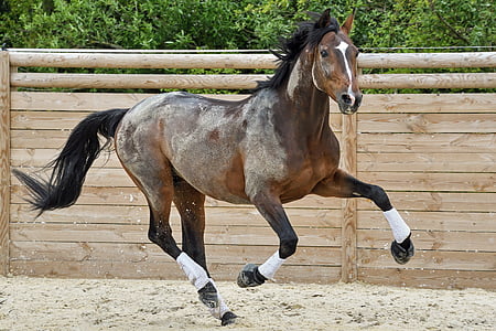 brown and white horse running on field thumbnail