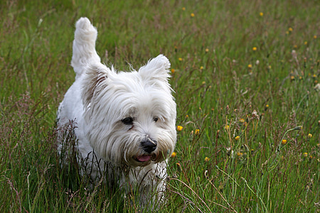 adult West Highland white terrier on grass field thumbnail