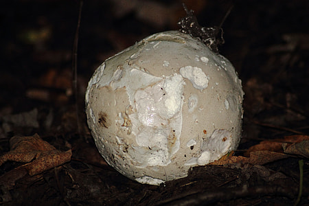 Giant Puffballs, Calvatia Gigantea thumbnail