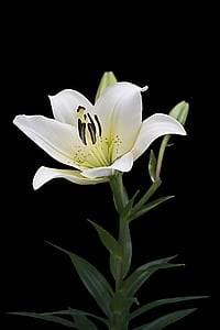selective focus photography of white lily flower thumbnail