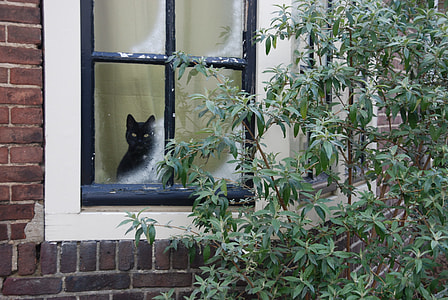 short-coated black cat thumbnail