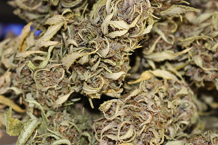 green cannabis buds thumbnail