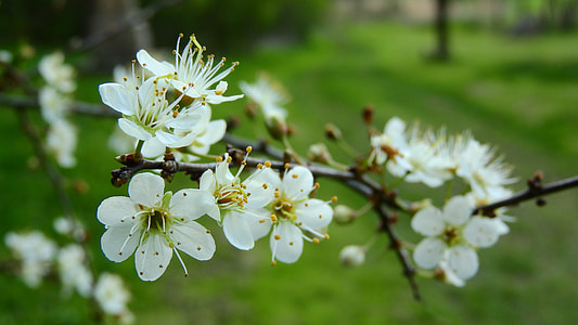 Prunus Spinosa, Blackthorn thumbnail