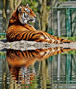 photo of tiger beside body of water thumbnail