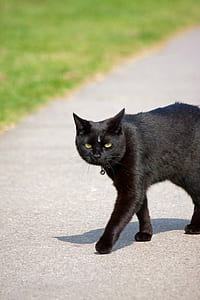 black cat walking on concrete pavement thumbnail