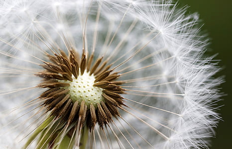 photo of white Dandelion thumbnail