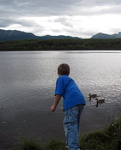 boy feeding two ducks on body of water during daytime thumbnail
