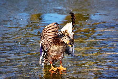 brown duck flapping its wings thumbnail