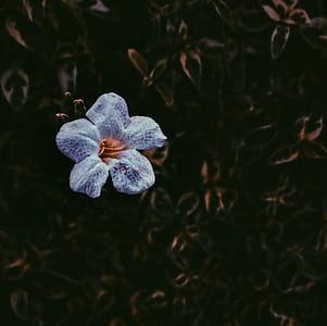 Close-Up Photography of Purple Flower thumbnail