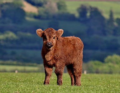 brown yak cab at the field thumbnail